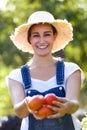 Beautiful young smiling woman harvesting fresh tomatoes from the garden. Royalty Free Stock Photo