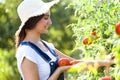 Beautiful young smiling woman harvesting fresh tomatoes from the garden. Royalty Free Stock Photo