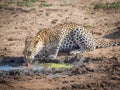 Beautiful young solitary leopard drinking from small waterhole, Kruger National Park, South Africa