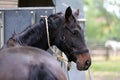 Thoroughbred sport horse standing next to an animal trailer