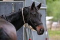 Thoroughbred sport horse standing next to an animal trailer