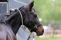 Beautiful young sport horse looking back in front of a special horse trailer before training