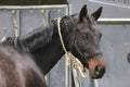 Beautiful young sport horse looking back in front of a special horse trailer before training