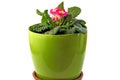 Beautiful young spring plant pink primrose in a green pot. Royalty Free Stock Photo