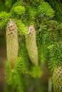 Beautiful, young spruce tree cones with resin dripping. Royalty Free Stock Photo