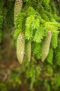 Beautiful, young spruce tree cones with resin dripping. Royalty Free Stock Photo