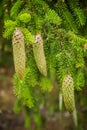 Beautiful, young spruce tree cones with resin dripping. Royalty Free Stock Photo