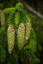 Beautiful, young spruce tree cones with resin dripping. Royalty Free Stock Photo