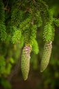 Beautiful, young spruce tree cones with resin dripping. Royalty Free Stock Photo