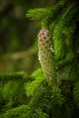 Beautiful, young spruce tree cones with resin dripping. Royalty Free Stock Photo