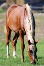 Beautiful young stalling grazing on summer pasture