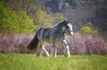 Beautiful young stallion of the Irish Cob or gypsy vanner breed runs across a blooming meadow among cherries
