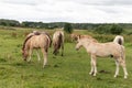 Beautiful young stallions graze in the meadow. Horses in the pasture