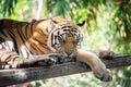 A beautiful young striped tiger is sleeping. Close-up. Horizontal frame