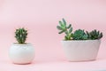 Beautiful and young succulents on a pink background Royalty Free Stock Photo