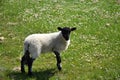 Beautiful Young Suffolk Lamb in a Grass Meadow Royalty Free Stock Photo