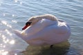 Beautiful young swan swim by the shore Royalty Free Stock Photo