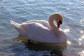 Beautiful young swan swim by the shore Royalty Free Stock Photo