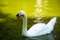 Beautiful young swans in lake Royalty Free Stock Photo