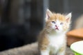 Beautiful young tabby cat with blue eyes and blond hair staring at the camera Royalty Free Stock Photo