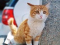 Beautiful young tabby cat with suspicious eyes in the street Royalty Free Stock Photo