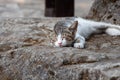 A beautiful young tabby cat with white spots sleeps in the garden on the gray stone stairs in summer Royalty Free Stock Photo