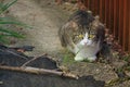 Tabby cat sitting in a concrete alley