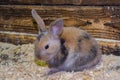 Beautiful, young, tricolor, little rabbit. The breeding of domestic rabbits Royalty Free Stock Photo