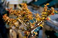 Beautiful young twig with red-green leaves and small pink flowers