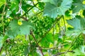 Beautiful young unripe grapes at summer