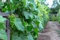 Beautiful young unripe grapes at summer