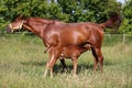 Beautiful young warmblood mare breastfeeding her newborn foal on Royalty Free Stock Photo