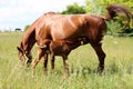 Filly suckling horse milk on summer meadow Royalty Free Stock Photo