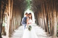 Beautiful young wedding couple is kissing and smiling in the park Royalty Free Stock Photo