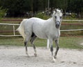 White Arabian horse Royalty Free Stock Photo