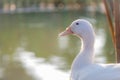 beautiful young white duck near pond at the park in the morning Royalty Free Stock Photo