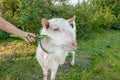 Beautiful young white goat chews a chamomile flower on a beautiful green background