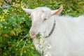 Beautiful young white goat chews a chamomile flower on a beautiful green background