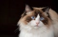 Beautiful young white purebred Ragdoll cat Royalty Free Stock Photo