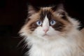 Beautiful young white purebred Ragdoll cat Royalty Free Stock Photo