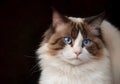 Beautiful young white purebred Ragdoll cat Royalty Free Stock Photo