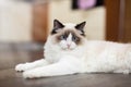 Beautiful young white purebred Ragdoll cat with blue eyes Royalty Free Stock Photo