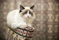 Beautiful young white purebred Ragdoll cat with blue eyes Royalty Free Stock Photo