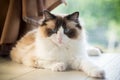 Beautiful young white purebred Ragdoll cat with blue eyes. Royalty Free Stock Photo