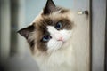 A beautiful young white purebred Ragdoll cat with blue eyes looks out of an open door. Royalty Free Stock Photo