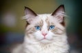 Beautiful young white purebred Ragdoll cat Royalty Free Stock Photo