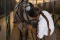 Beautiful young woman adjusting the fillet of her horse's saddle inside a stable. Concept horse riding, animals, saddle, Royalty Free Stock Photo