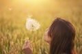 Beautiful young woman blows dandelion in a wheat field in the summer sunset. Beauty and summer concept Royalty Free Stock Photo