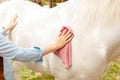 young woman cleans a white horse. Pink rag, microfibre to clean wool. Dirty, grooming. Care pet, love, friendship, trust Royalty Free Stock Photo