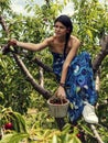 Beautiful young woman climbed on a cherry tree picking fruits and holding wooden bucket full of red ripe cherries Royalty Free Stock Photo